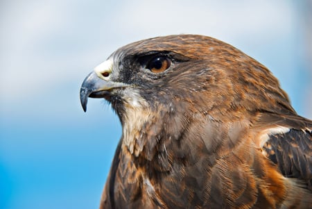 Grandeur - hawk, animals, beautiful, grandeur, bird