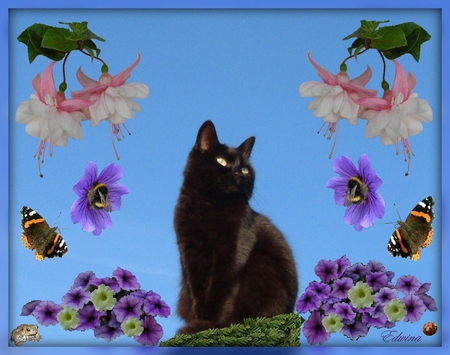 In The Summertime - flowers, summertime, black cat, butterflies, collage