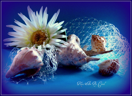 Summertime Still Life - white, seashells, summertime, net, daisy, still life