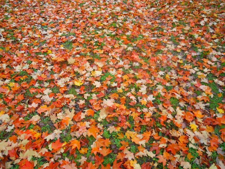 Autumn_Carpet - carpet, picture, beautiful, autumn, colors, leaves