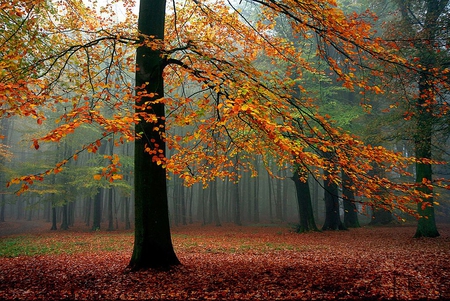 Autumn Tree - picture, tree, beautiful, autumn