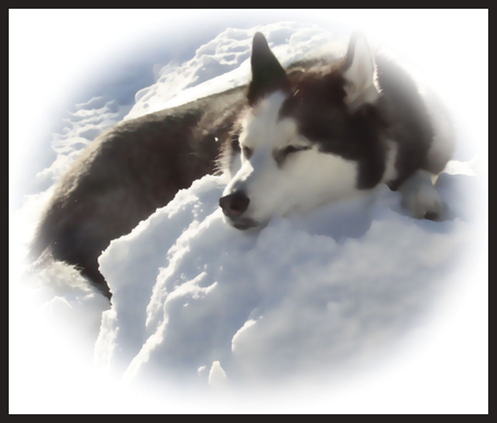 THE DREAM OF A HUSKIES - dog, animal, dream, huskies