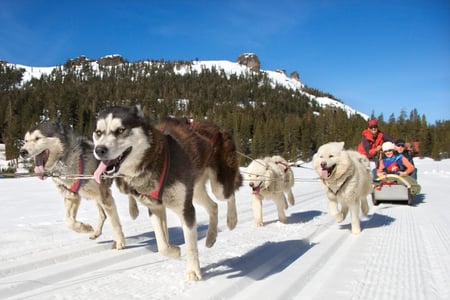 HUSKIES BREAST - snow, animals, huskies, breast