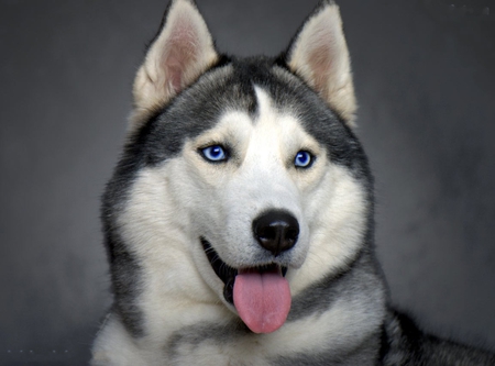 SIBERIAN HUSKIES