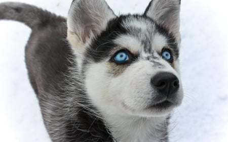 BEAUTIFUL BLUE EYES - eyes, dog, siberian, huskies