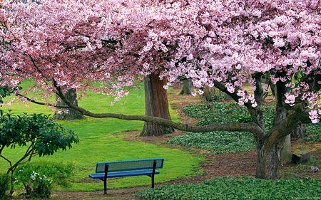 Cherry Blossoms - lovely, tree, cherry, beauty