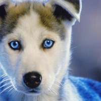 SIBERIAN HUSKIE PUPPY