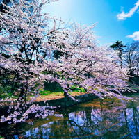 Cherry Trees of Hirosaki Castle (Japan)