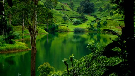 Lake In Green - beauty, green, lake, pas for all