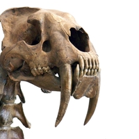 Smilodon