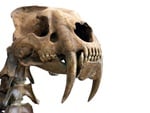 Smilodon