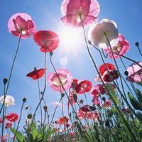 Pink Poppy Flowers