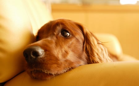 Lonely - fur, setter, nose, irish, eyes, sad, animals, couch, mouth, brown, pretty, dog, beautiful, dogs, cute