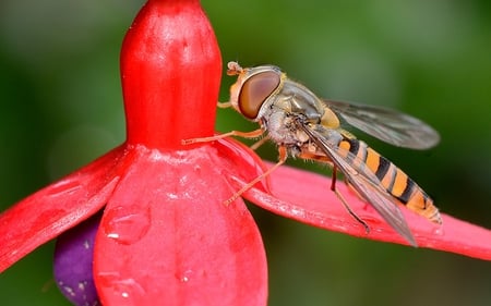 Hoverfly - insect, fuchsia, hoverfly, red