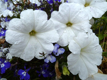 Petunia's - white, flower, petunia, garden