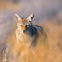 Coyote in fall