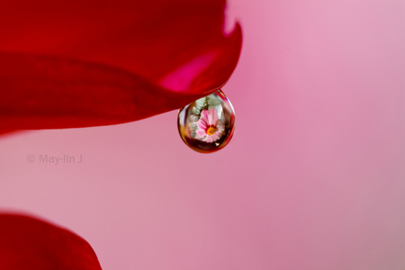 waterdroplet - reflection, waterdroplet, flower, red