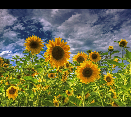 Sunflower Field - sunflower, nature, image, field