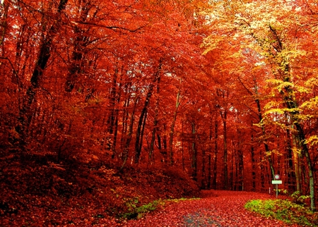 Red Autumn Splendour - autumn, fall, trees, forest, red, leaves