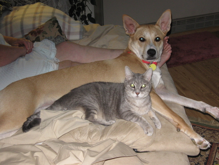 Best friends forever - pets, cats, animals, dogs