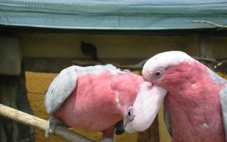 Parrots Mate - bird, parrots, white, feathers, pink, animals