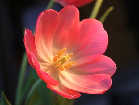 Catching the rays - white, yellow, sunlight, green leaves, pink, flower