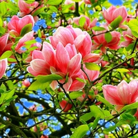 Pink Magnolia Tree