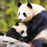 Momma Panda & Baby