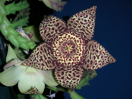 Stapelia Star Flower - exotic, star, flower, stapelia