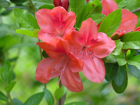 Red Azalea - bush, flower, red, azalea