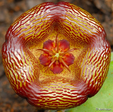 Stapelia - cactus, flower, exotic, stapelia