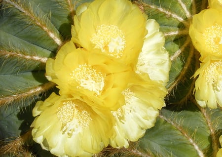 Yellow Cactus Flowers - flowers, nature, yellow, exotic, beauty, cactus