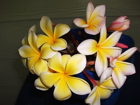 Yellow Plumeria - nature, beauty, yellow, plumeria, flower