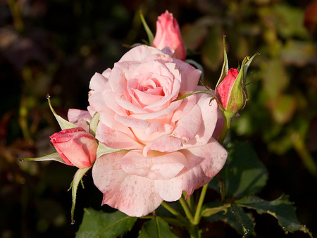 A beautiful rose for Shebina - photography, pink rose, friendship, rose, flower