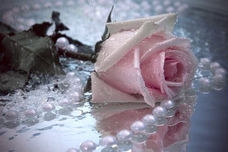 Pink Rose - roses, wet, rose, nature, pink, flowers, flower, pearl, drops