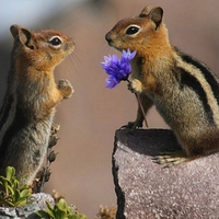 Chipmunk\'s Love