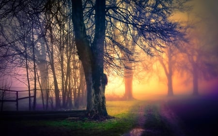 MORNING FOG - morning, road, fence, fog, tree, nature