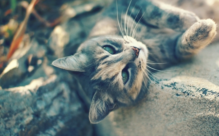 Lovely Gray cat - lovely, green eyes, cat, gray