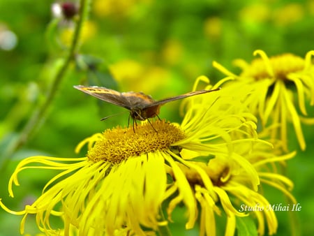 butterfly - milbert, tortoiseshell, fluturele monarh, paradise, butterflies