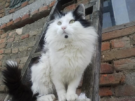 Chester II - nice, cute, fluffy, cat