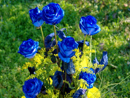 Blooming blues - flowers, roses, blue, garden, green