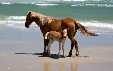 a wild mare a her foal - horses, foals, wild