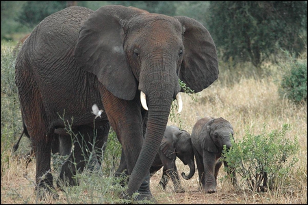 Elephant with Young - babies, animal, elephant, young