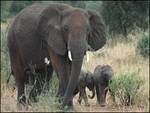 Elephant with Young