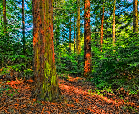 Beauty of the forest - forest, popular, hdr, sky, brown, background, trees, nature, colors, green