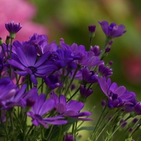 Purple Daisies