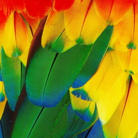 Colorful Macaw