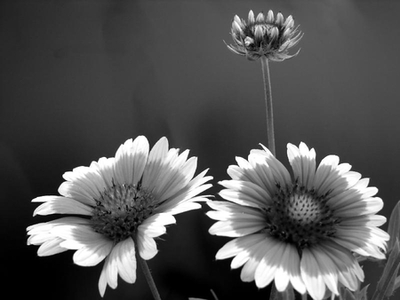 black and white - sunflower, black and white, beatiful, old