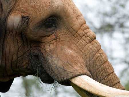 Elephant Face - face, elephant, trunk, tusk, wallpaper, animal africa