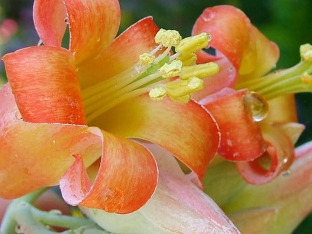 Lillies - flowers, nature, beauty, lillies, orange